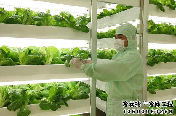 佛山蔬菜冷庫(kù)
